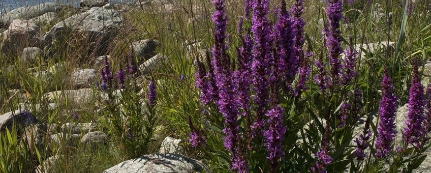 Lythrum salicaria. Grote kattenstaart