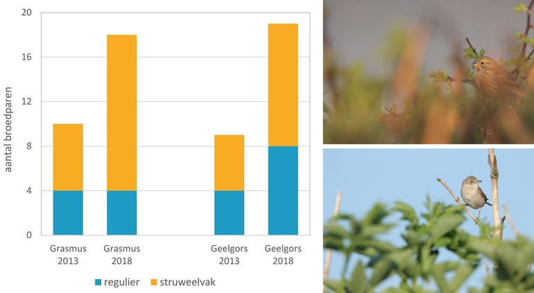 Aantal broedparen grasmus en geelgors in 2013 en 2018, en het aandeel dat gelinkt kon worden aan een struweelvakje. Rechtsboven: geelgors. Rechtsonder: grasmus