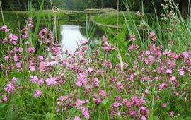 Silene dioica. Dagkoekoeksbloem