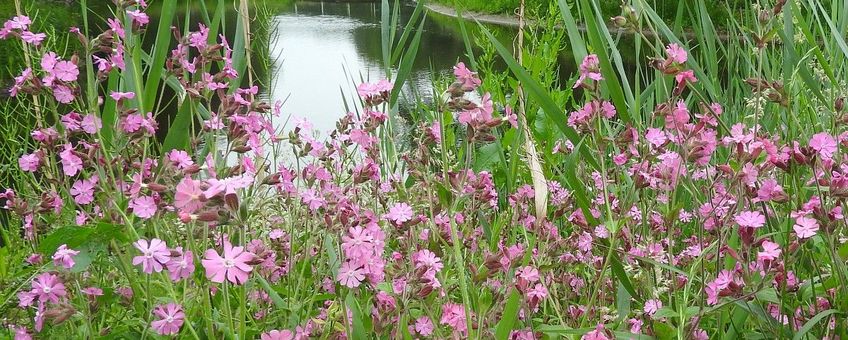 Silene dioica. Dagkoekoeksbloem