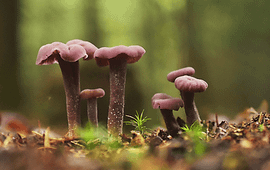 Ronald Morsink Amethistzwam, Laccaria amethystina