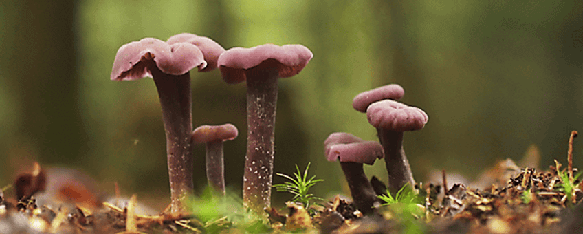 Amethistzwam, Laccaria amethystina