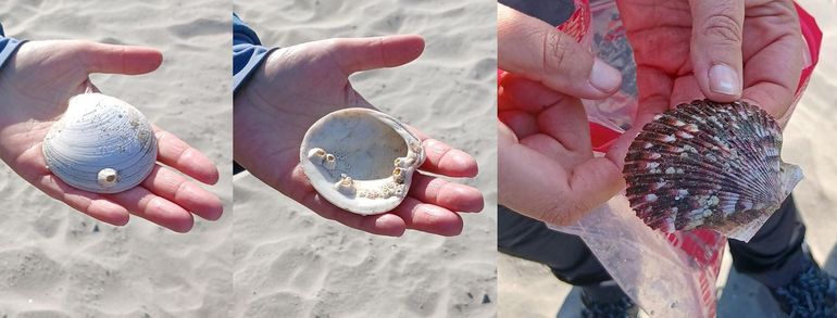 Exotische soorten op het Nederlandse strand