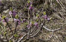 Daphne mezereum. Rood peperboompje