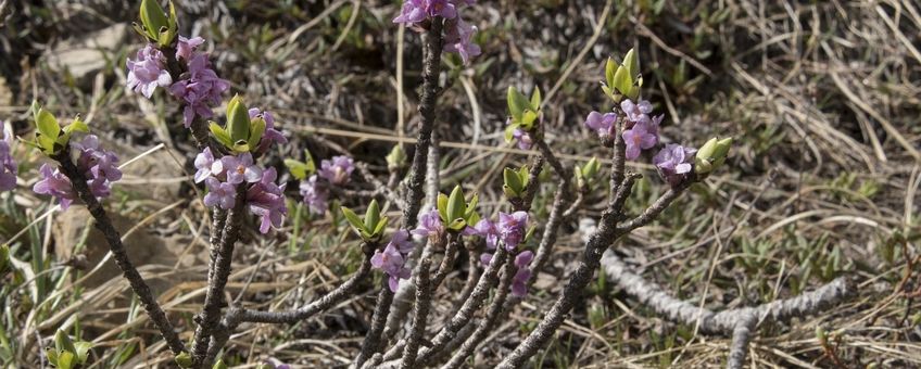 Daphne mezereum. Rood peperboompje