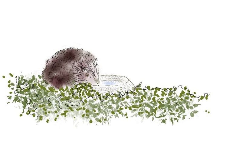 illustration of a hedgehog 