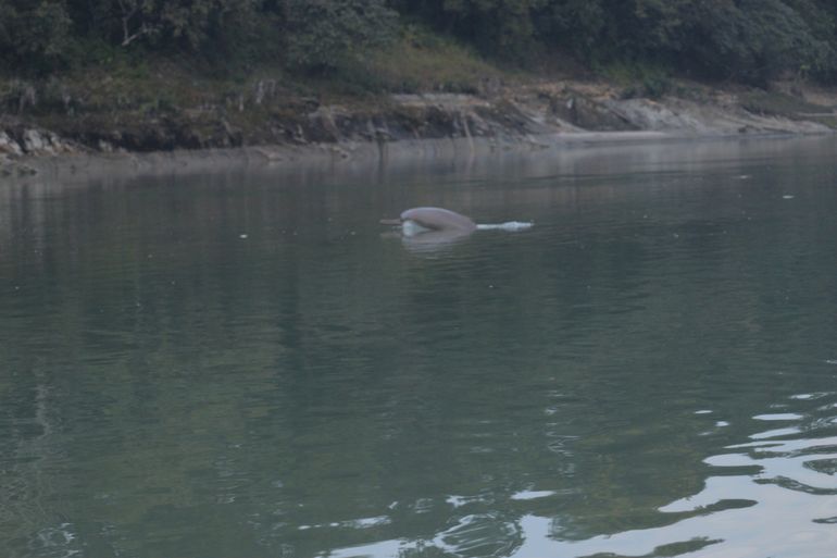 De gangesdolfijn in de Narayani-rivier. De minder bekende, maar niet minder beminde dolfijn
