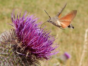 De kolibrievlinder zweeft voor een bloem om er met de lange roltong nectar uit te zuigen