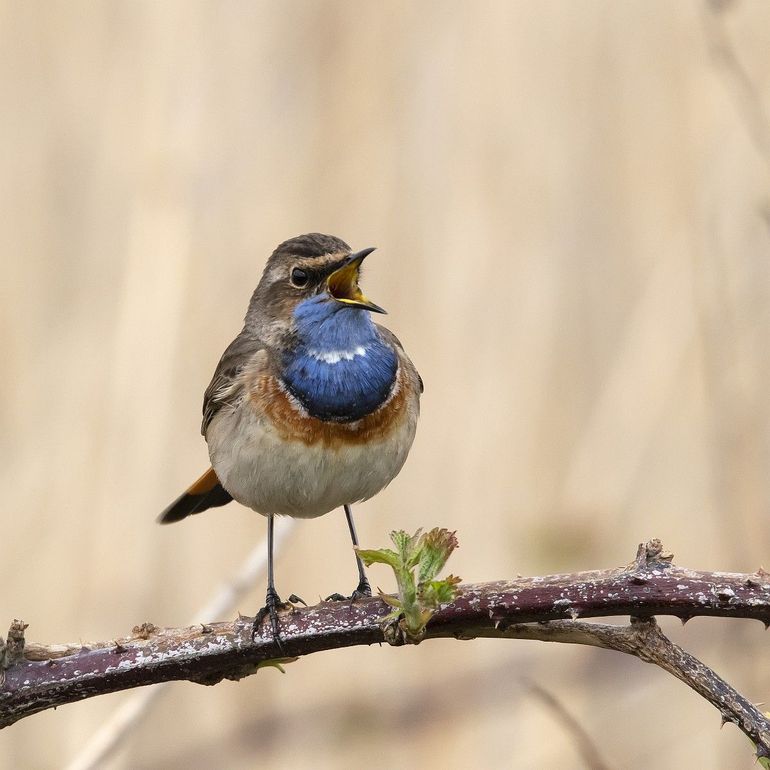 Een zingende blauwborst is een lust voor het oog en oor