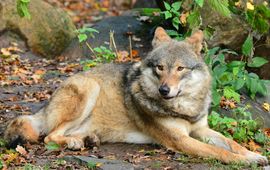 Eurasian wolf in Skansen Zoo