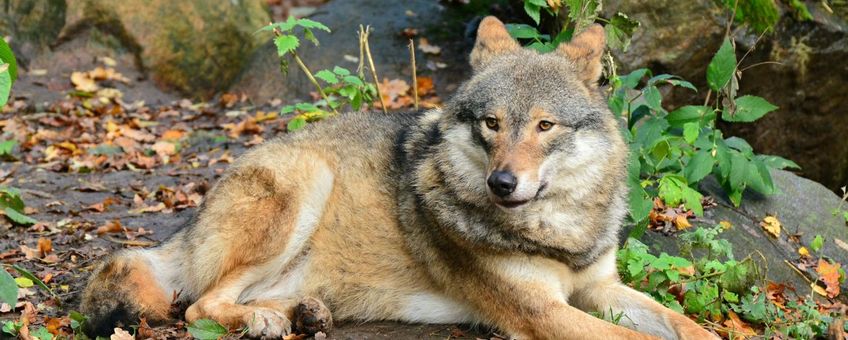 Eurasian wolf in Skansen Zoo