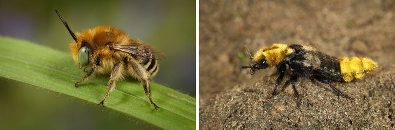 Twee soorten van droge schraallanden die recent zijn teruggevonden in Noord-Brabant. Links: kleine sachembij; rechts: aaskortschildkever