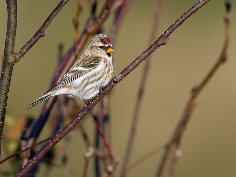 Grote barmsijs