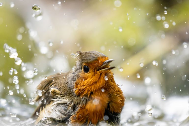 Houd ook het badderen en drinken gezond: ververs water in schalen regelmatig