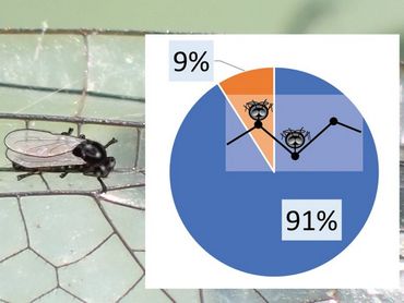 Het aantal bijtmuggen in procenten dat werd waargenomen op de hoger- en lagergelegen vleugeladeren van de geparasiteerde libellen