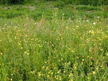 Idylles hebben inheemse meerjarige bloemen en het is dan ook niet vreselijk uitbundig, maar ingetogen kleurrijk