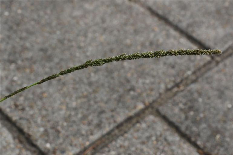 De lange samengetrokken bloeiaar heeft wel iets weg van een rattenstaart