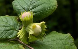 Hazelaar, Corylus avellana, begin augustus, Heemtuin Leiderdorp