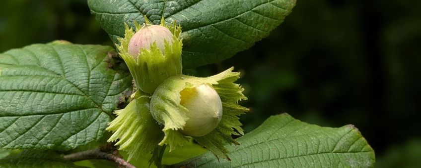 Hazelaar, Corylus avellana, begin augustus, Heemtuin Leiderdorp