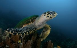 WWF Maleisië , Eric Madeja Zeeschildpad Maleisië