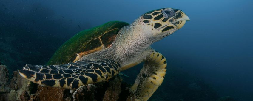 Zeeschildpad Maleisië