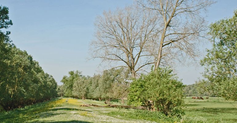 Biotoop in de Biesbosch waar de Vergeten schorshoren op 10 mei is aangetroffen