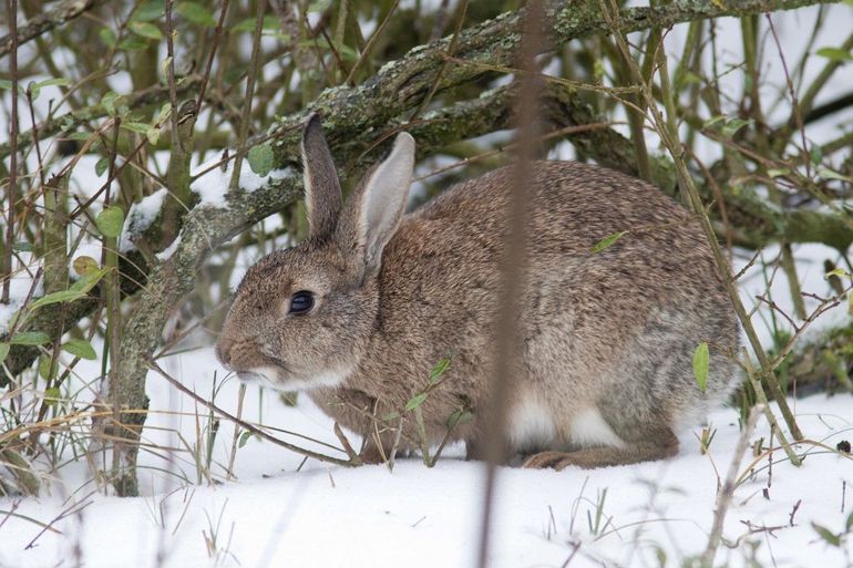 Konijnen eten bast en schors in de winter