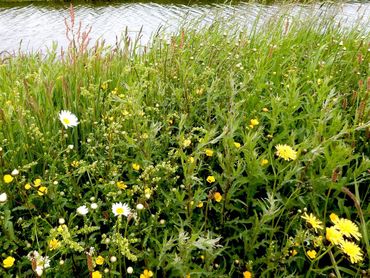 Een idylle is geen vlindertuin, maar grasland met bloemen