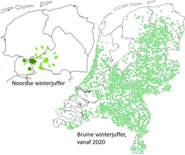 Verspreiding bruine winterjuffer in Nederland en de noordse winterjuffer in Noord Nederland: donkergroen zijn voortplantingplaatsen, licht groen overwinteringsplekken