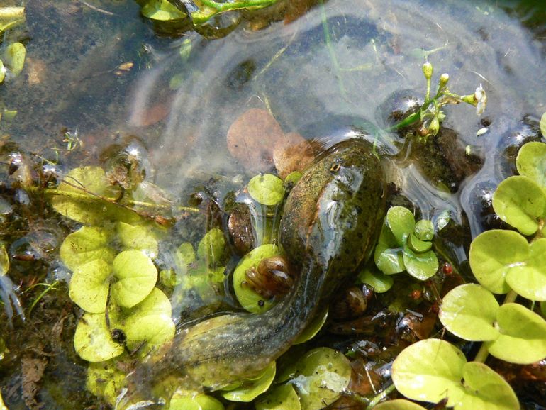 Voor deze groene kikkerlarve kan de droogte fataal worden, tenzij een hoosbui het waterpeil weer snel doet stijgen