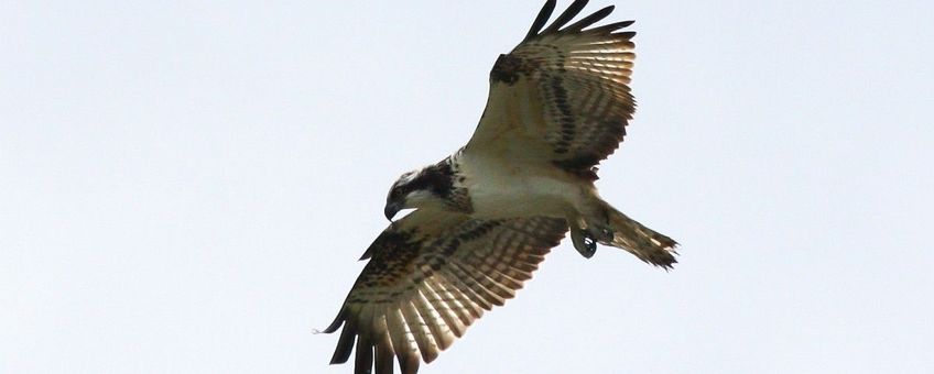 Pandion haliaetus. Visarend