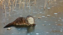 Otter in de winter