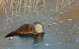 Otter in de winter
