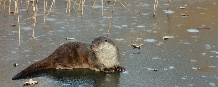 Otter in de winter