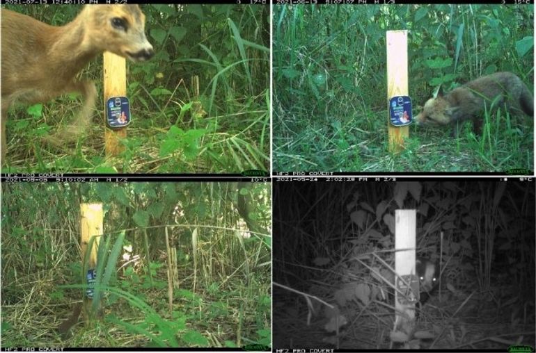 In voedselbos Schijndel fotografeerden cameravallen verschillende zoogdieren. Vanaf linksboven met de klok mee: ree, vos, das, wezel