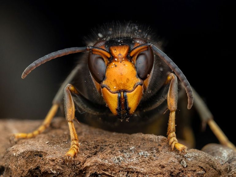 De geelpoothoornaar, voorheen bekend als de Aziatische hoornaar