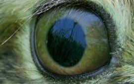 Rollin Verlinde Oog van jong haasje