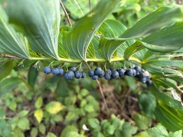 De bessen van gewone salomonszegel worden door vogels gegeten, zij helpen zo bij de verspreiding van de plantenzaden