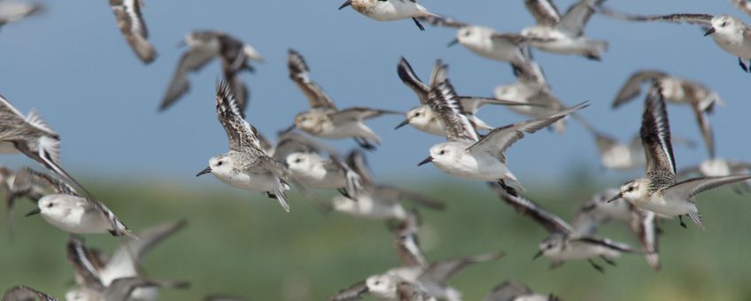 Drieteenstrandloper, Griend