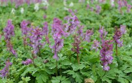 Corydalis cava, Holwortel