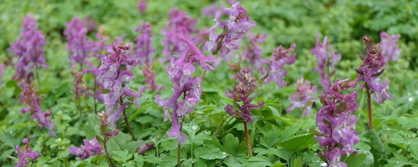 Corydalis cava, Holwortel