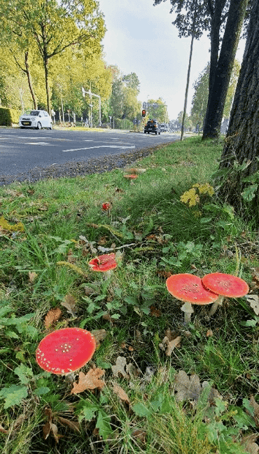 Vliegenzwam in een berm. Hier is het belangrijk dat de berm intact blijft