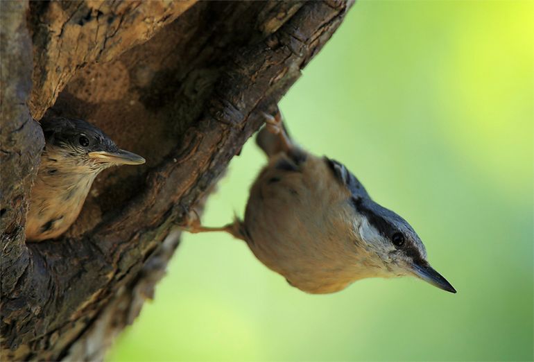 Bel de Dierenambulance níet als het jong veren heeft; de ouders blijven dichtbij na het verlaten van het nest