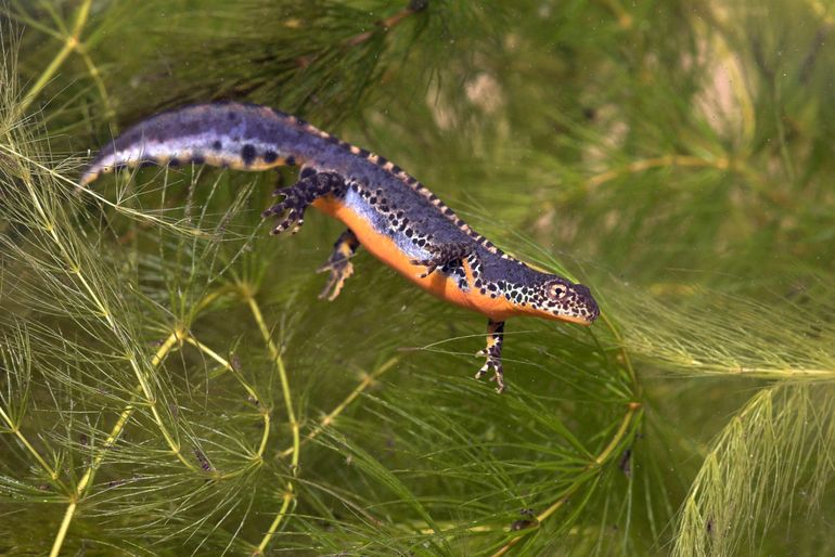 Alpenwatersalamander