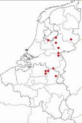 Vondsten van Japanse hulstvlieg in Nederland en België