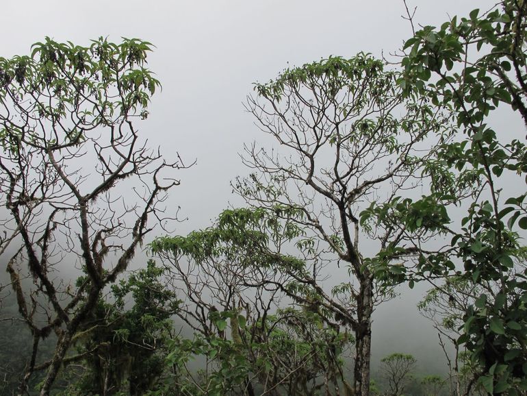 Cloud forest on Floreana with giant daisy trees... Yes, trees!