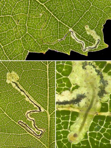 Bladmijnen en rups zuidelijke berkenmineermot, Wekerom (GE) & De Gorp (NB)