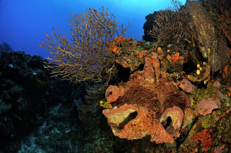 Saba’s spectaculaire onderwaterbergtoppen (‘pinnacles’): vulkanische erupties die omhoogrijzen vanaf de oceaanbodem tot ongeveer twintig meter van de oppervlakte. Deze ‘pinnacles’ zijn bedekt met diverse koralen en sponzen die vele dieren aantrekken, waaronder haaien, tonijnen en zeeschildpadden.