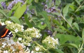 Kars Veling atalanta buddleja - primair