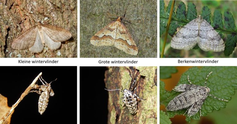 De drie wintervlinders: boven de mannetjes, onder de vrouwtjes